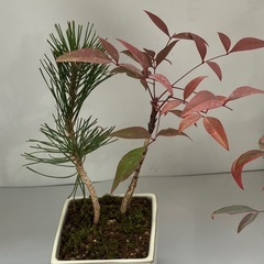 黒松・南天盆栽の画像