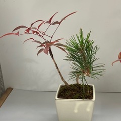 黒松・南天盆栽の画像