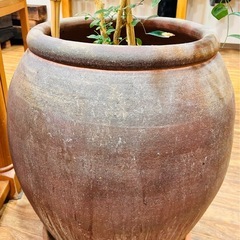 （取引中）オレンジジャスミン　壺鉢付きの画像