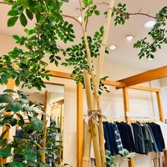 （取引中）オレンジジャスミン　壺鉢付きの画像