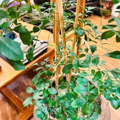 （取引中）オレンジジャスミン　壺鉢付きの画像