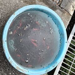 もらって下さい、池に残っていた金魚、18匹ほどの画像