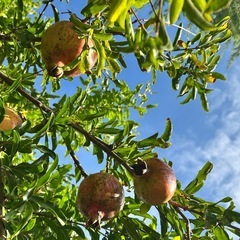 若々しくいたい人、募集中‼️
