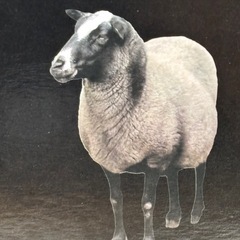 未使用　ヒツジのいらない枕の画像