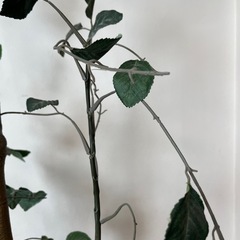 ポリシャスポットL フェイクグリーンの画像