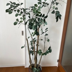 ポリシャスポットL フェイクグリーンの画像