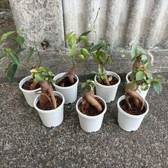 ミニガジュマル 2.5号 10点ほどの画像