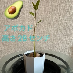 アボカド苗木