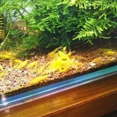 ★今だけ★イエローチェリーシュリンプ　若個体30匹★の画像