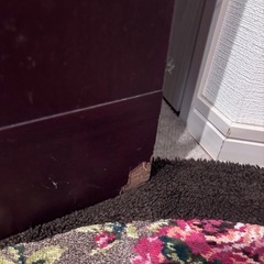 【取引中】カリモク 衣装棚／レトロ家具の画像