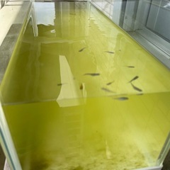 ミックスメダカ　No.41の画像