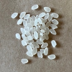 令和7年須賀川産新米コシヒカリ5キロ（白米）の画像