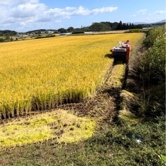 令和7年須賀川産新米コシヒカリ5キロ（白米）の画像
