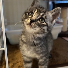 1ヶ月半キジトラ女の子柚子ちゃん（募集停止）