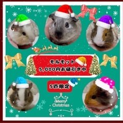 🎄モルモット🎄⭐️🎁5,000円お値引き中です🎁