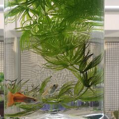 【緊急大放出します！】グッピー10ペア（オス10・メス10）＋水草の画像