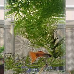 【緊急大放出します！】グッピー10ペア（オス10・メス10）＋水草の画像