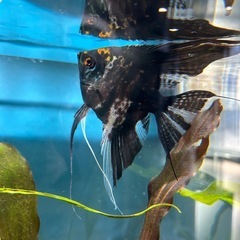 エンゼルフィッシュ Lサイズ　熱帯魚の画像