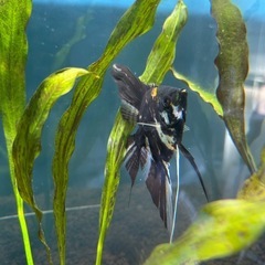 エンゼルフィッシュ Lサイズ　熱帯魚の画像