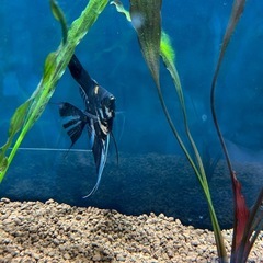 エンゼルフィッシュ Lサイズ　熱帯魚の画像