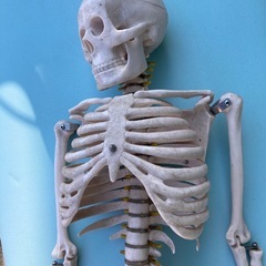 人体骨格　人体模型　リサイクルショップ宮崎屋　佐土原店　25.12.12の画像