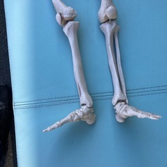 人体骨格　人体模型　リサイクルショップ宮崎屋　佐土原店　25.12.12の画像