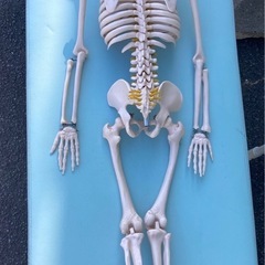 人体骨格　人体模型　リサイクルショップ宮崎屋　佐土原店　25.12.12の画像