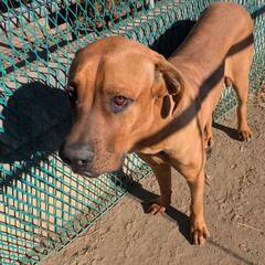 体の大きなやんちゃ坊主　土佐犬だいくん　幸せになれる家族を探しています