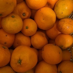 30.有田みかん5kg〜の画像
