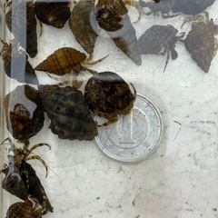 ホンヤドカリ（小型生体） 5匹セットの画像