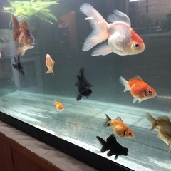 MIX金魚の卵　10個の画像