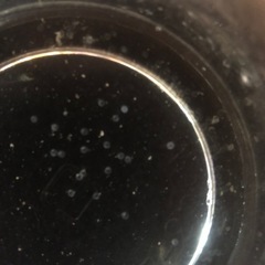 MIX金魚の卵　10個の画像