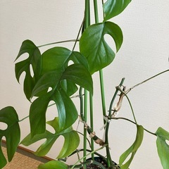 観葉植物　ヒメモンステラ株分け②の画像