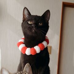 甘えん坊のげつちゃん