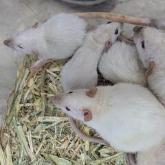 小動物　掃除　仕分けの画像