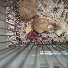 小動物　掃除　仕分けの画像