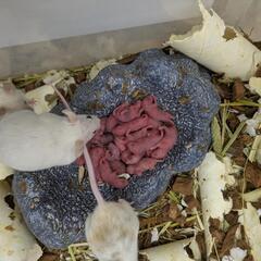 小動物　掃除　仕分けの画像