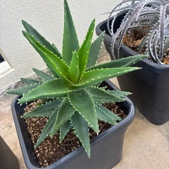 アロエ
の画像
