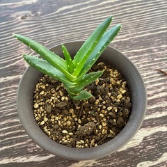 アロエ
の画像