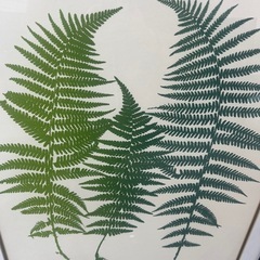 シダの額縁付き絵画　ホテル絵画の画像