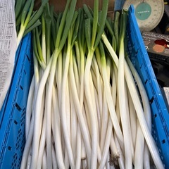【大人気お得品】栃木県塩谷郡産/規格外品白ネギ
の画像