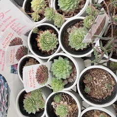 取り引き中
多肉植物　サボテンセットの画像