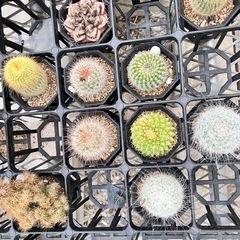 取り引き中
多肉植物　サボテンセットの画像