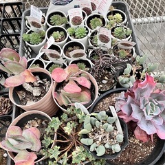 取り引き中
多肉植物　サボテンセットの画像