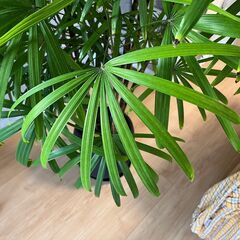 観葉植物　カンノンチクの画像