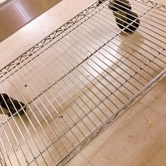 サービスワゴン 配膳車  業務用 飲食 ホテル 給食 施設 などに　の画像