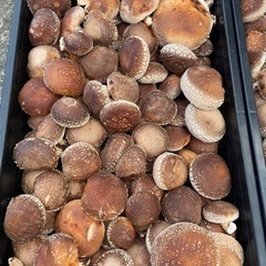 原木椎茸　生椎茸　本日収穫　キロ1000円　の画像