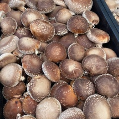 原木椎茸　生椎茸　本日収穫　キロ1000円　の画像