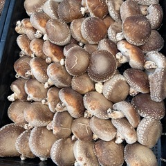原木椎茸　生椎茸　本日収穫　キロ1000円　の画像