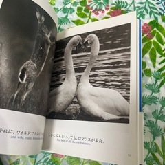 ブルーデイブックの画像